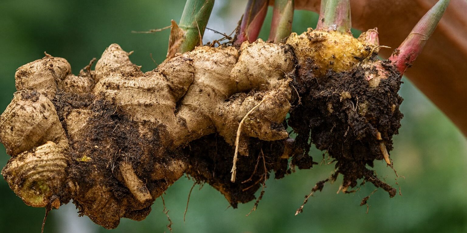 ginger