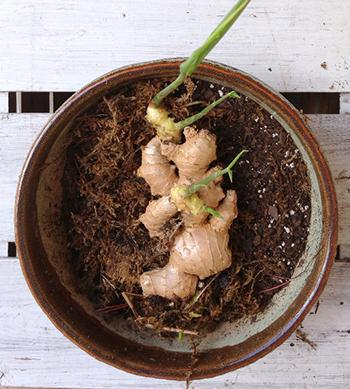 growing ginger in a pot