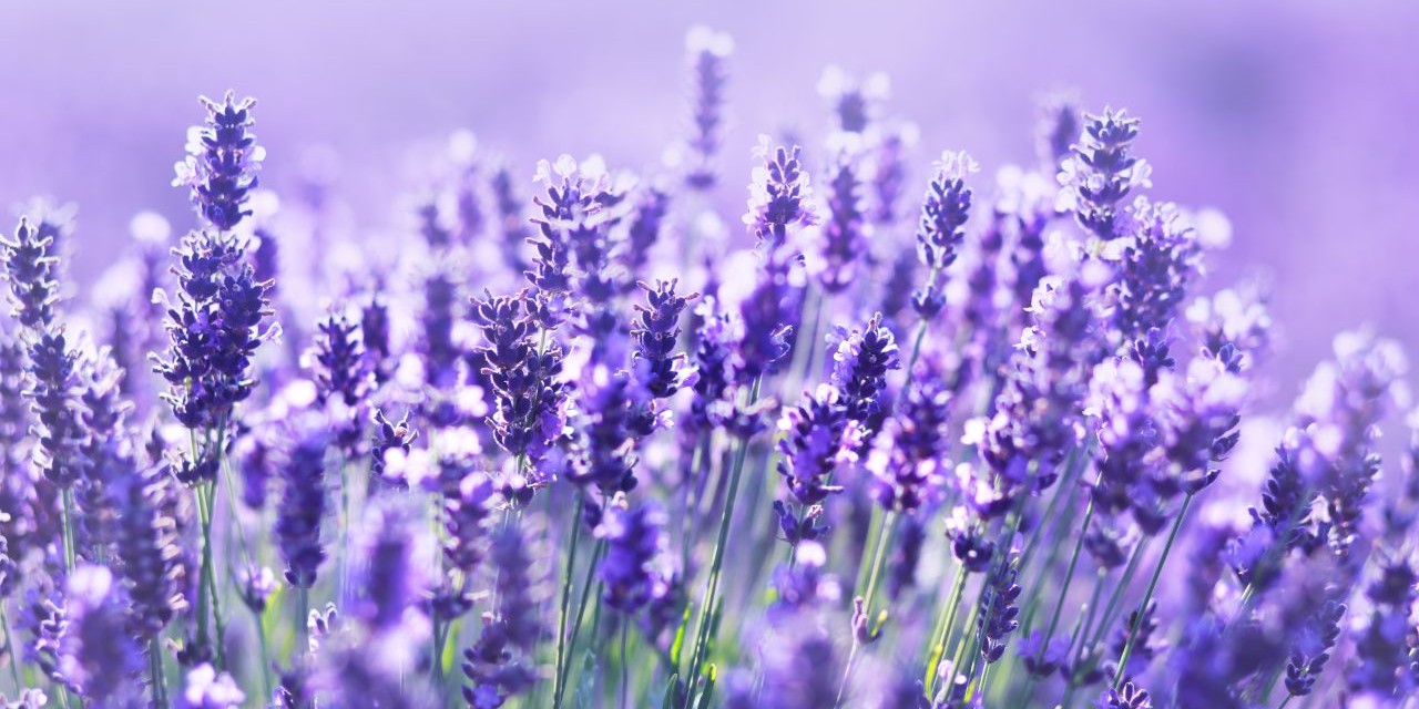 lavender