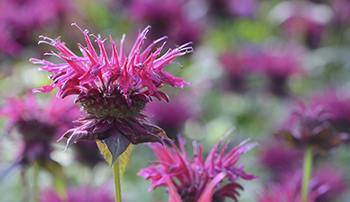 25 Medicinal Plants You Can Forage Right Now - Bee Balm