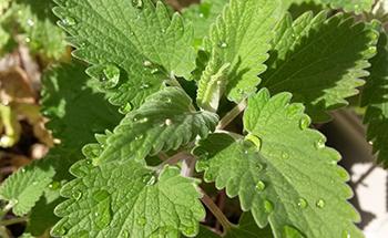 25 Medicinal Plants You Can Forage Right Now - Catnip
