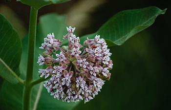 25 Medicinal Plants You Can Forage Right Now - Common Milkweed