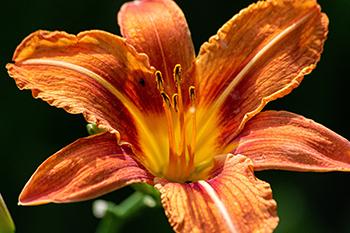 25 Medicinal Plants You Can Forage Right Now - Daylily