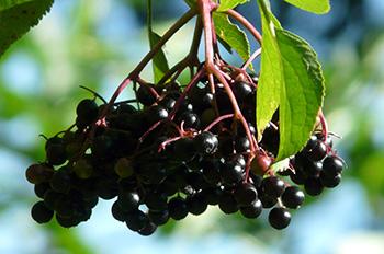 25 Medicinal Plants You Can Forage Right Now - Elderberry