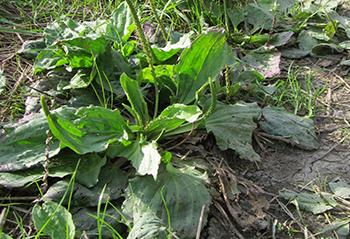 25 Medicinal Plants You Can Forage Right Now -Plantain