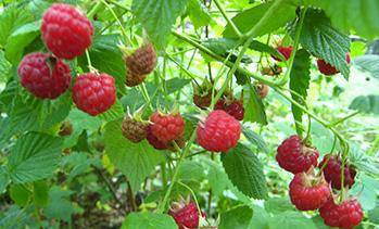 25 Medicinal Plants You Can Forage Right Now - Red Raspberry