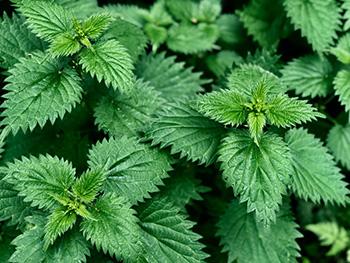 25 Medicinal Plants You Can Forage Right Now - Stinging Nettle