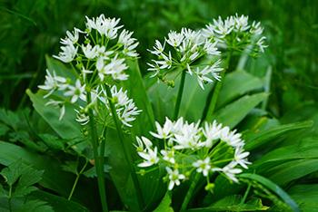 25 Medicinal Plants You Can Forage Right Now - Wild Garlic