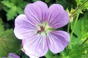 25 Medicinal Plants You Can Forage Right Now - Wild Geranium