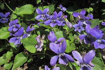 25 Medicinal Plants You Can Forage Right Now - Wild Violets