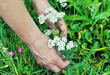 25 Medicinal Plants You Can Forage Right Now - Yarrow