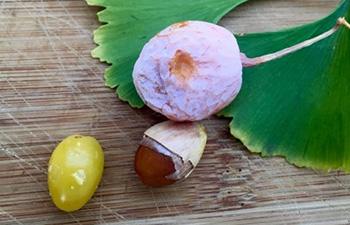 Ginkgo Biloba - Fruit and nut