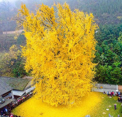 Ginkgo Biloba Tree