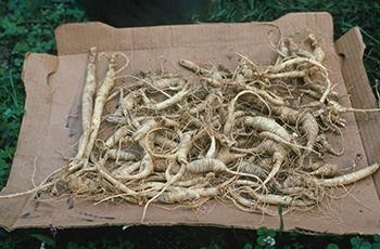 Ginseng - Air Drying