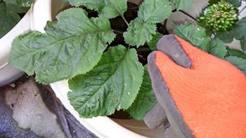 Ginseng - Growing in a Pot