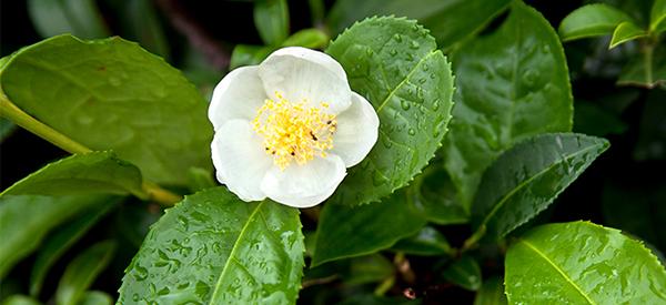 Tea Plant (Green Tea) - The Lost Herbs