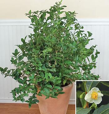 Green Tea - Growing in a pot