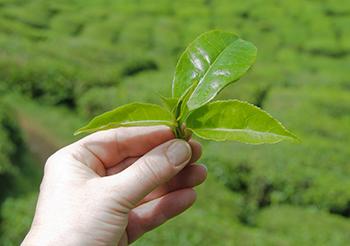 Green Tea - Harvest