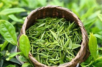 Harvest Green Tea