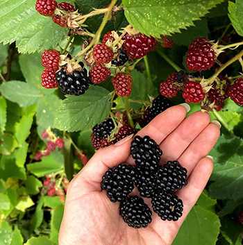 10 Berries You Should Look For In The Woods - Blackberries