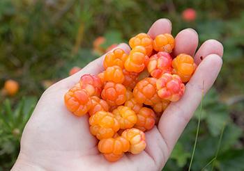 10 Berries You Should Look For In The Woods - Cloudberries Remedies