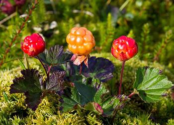 10 Berries You Should Look For In The Woods - Cloudberries