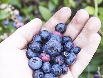 10 Berries You Should Look For In The Woods - The Lost Herbs