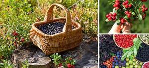 10 Berries You Should Look For In The Woods - Template Cover