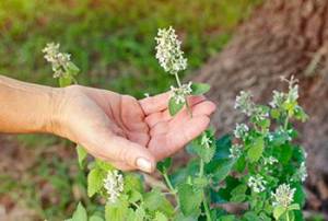 Catnip - The Lost Herbs