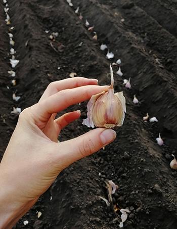 Drying Garlic