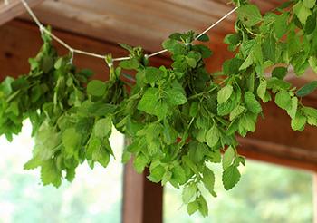 Drying Lemon Balm