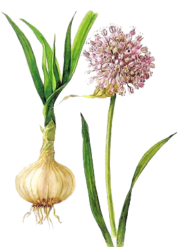 Garlic History