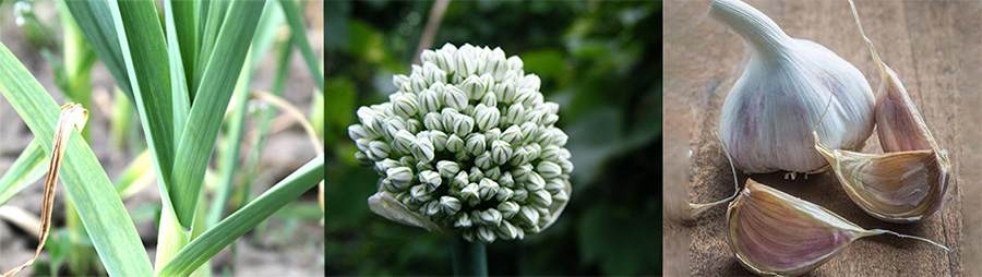 Garlic identification