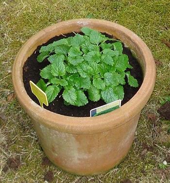 Grow Lemon Balm