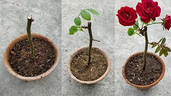 Growing Rose