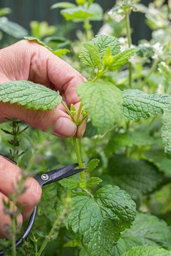 Harvest Lemon Balm