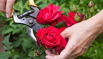 Harvest Roses