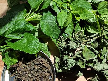 Harvest Lemon Balm