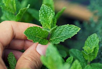 How to Make Herbal Ice Cubes - Mint
