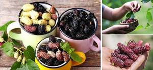 How to Use Mulberry Medicinally - Cover