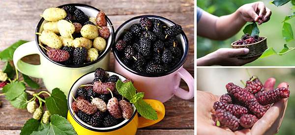 How to Use Mulberry Medicinally