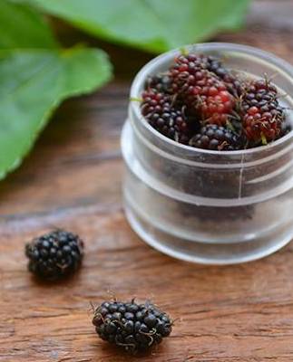 How to Use Mulberry Medicinally - Remedies