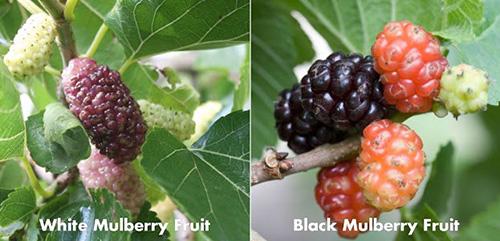 How to Use Mulberry Medicinally - White Fruit vs Red Fruit