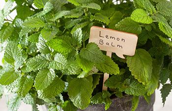 Lemon Balm - Aromatherapy