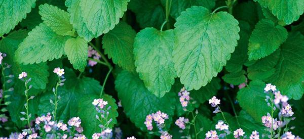 Lemon Balm