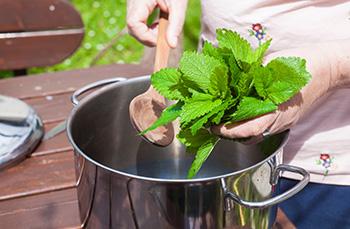 Lemon Balm - Culinary