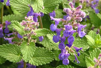 Lemon Balm - Flowers