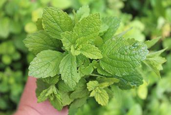 Lemon Balm - Leaves