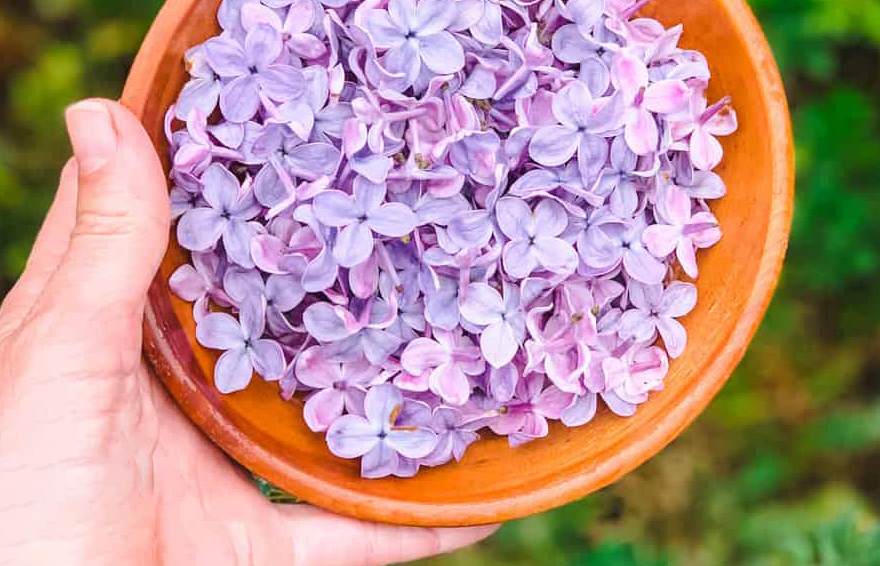 Lilac Flower Infused Honey - Harvest