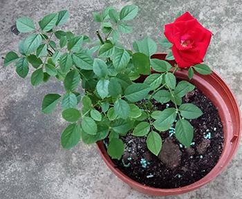 Rose - Growing